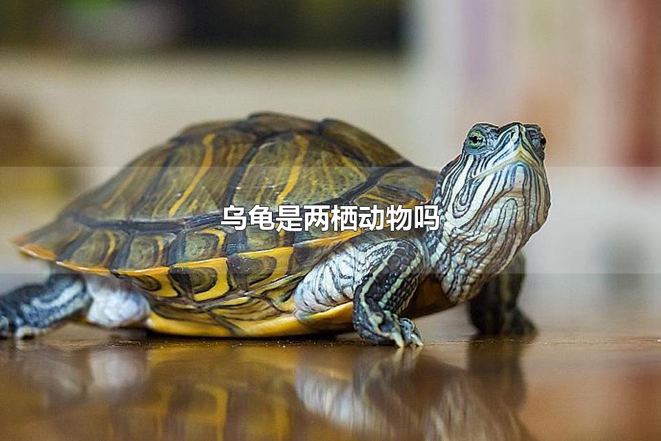 乌龟是两栖动物吗 乌龟的生长速度快吗