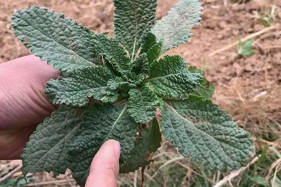 蛤蟆草对肝脏有损害吗 蛤蟆草生长在哪些地方