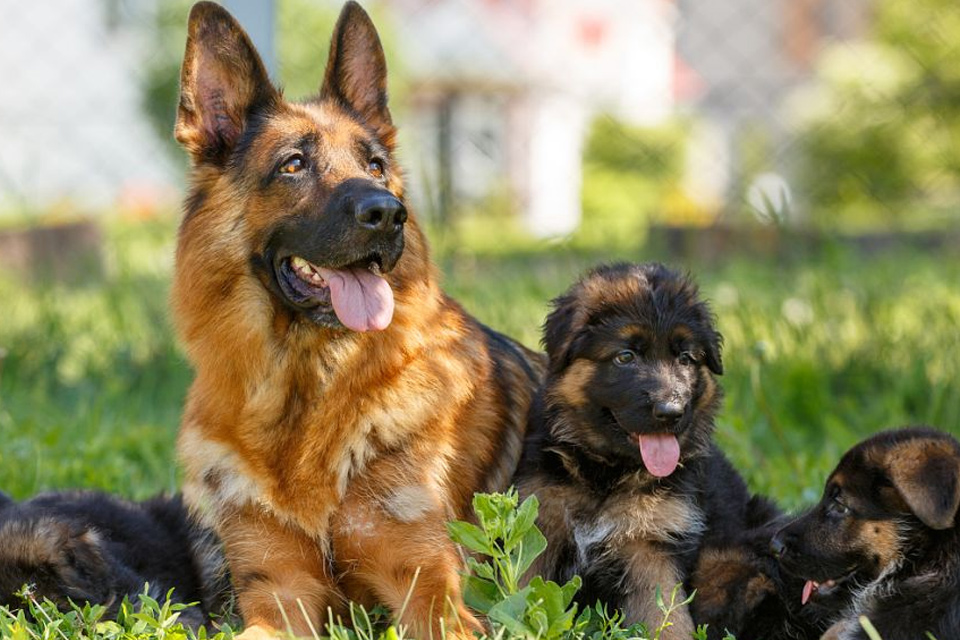 体积最大的犬科动物是什么 犬科动物的特征