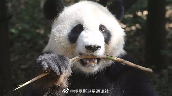 终于要回家啦！美国动物园将归还大熊猫丫丫和乐乐
