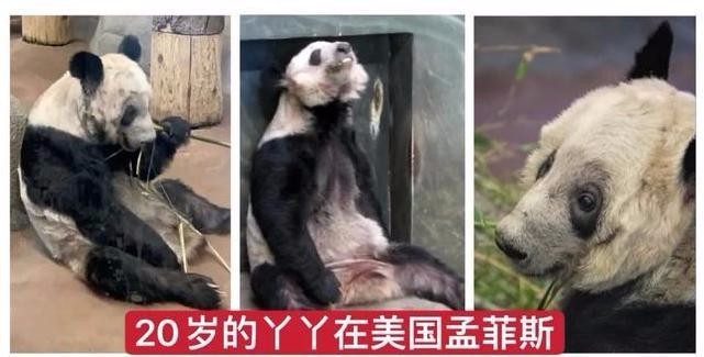 终于要回家啦！美国动物园将归还大熊猫丫丫和乐乐