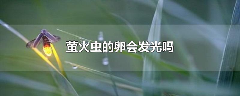 萤火虫的卵会发光吗