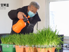 邢台好物推荐:好吃好看“南宫黄韭味道赞”