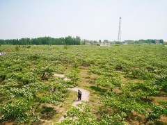 清河山楂自然红-中国山楂之乡