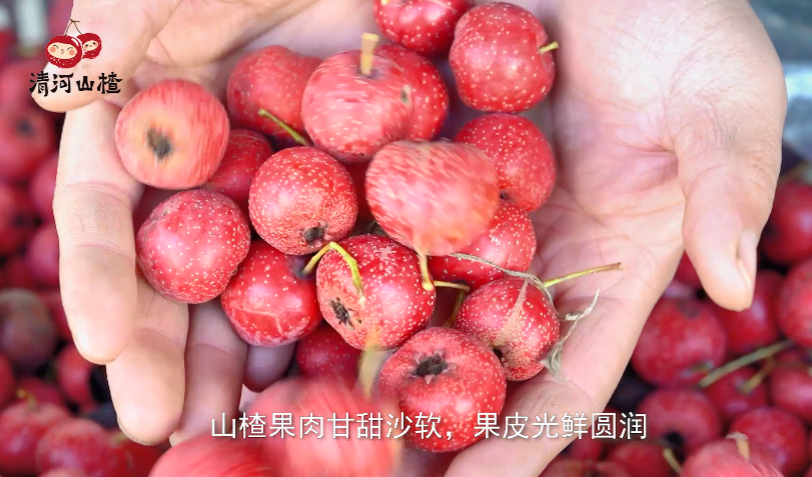 清河山楂自然红-中国山楂之乡