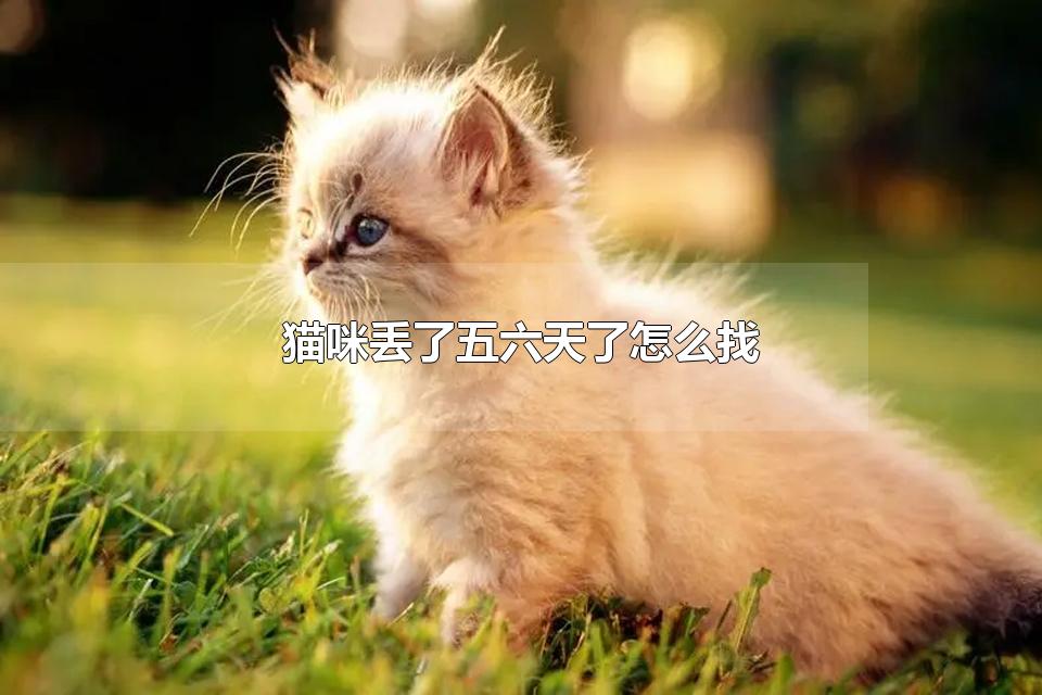 猫咪丢了五六天了怎么找 猫咪丢了会自己回来吗