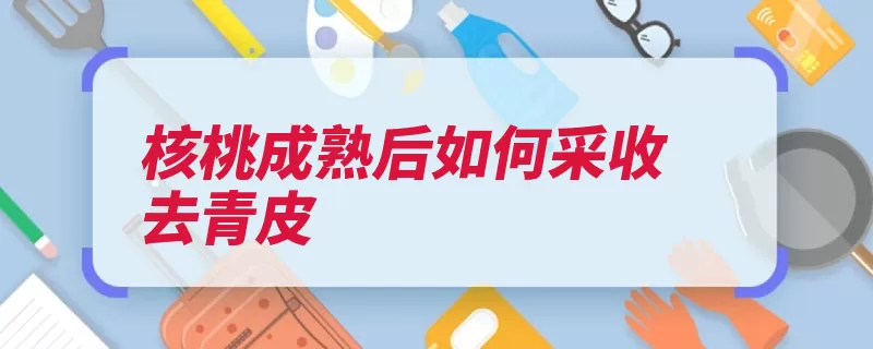 核桃成熟后如何采收去青皮（青皮采收青果坚果）