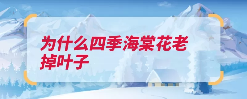 为什么四季海棠花老掉叶子（植株叶片施肥浇水）