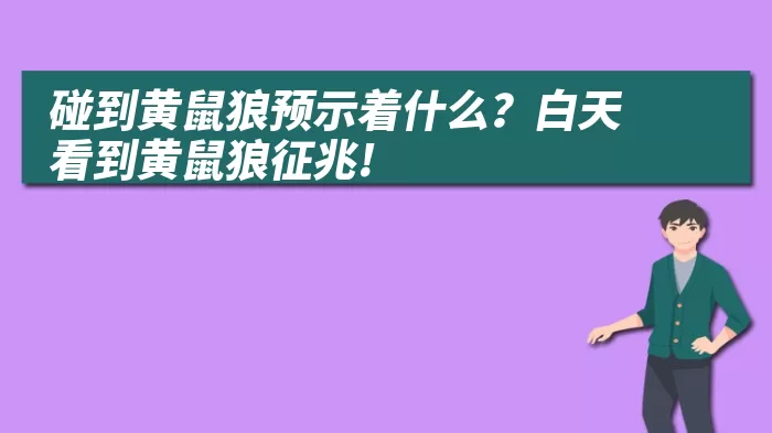 碰到黄鼠狼预示着什么？白天看到黄鼠狼征兆!