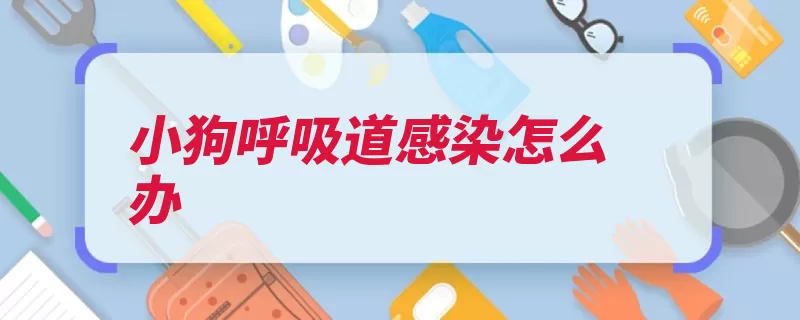 小狗呼吸道感染怎么办（呼吸道细菌宠物医）