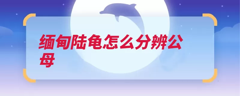 缅甸陆龟怎么分辨公母（缅甸夹角体型分辨）