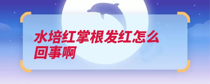 水培红掌根发红怎么回事啊