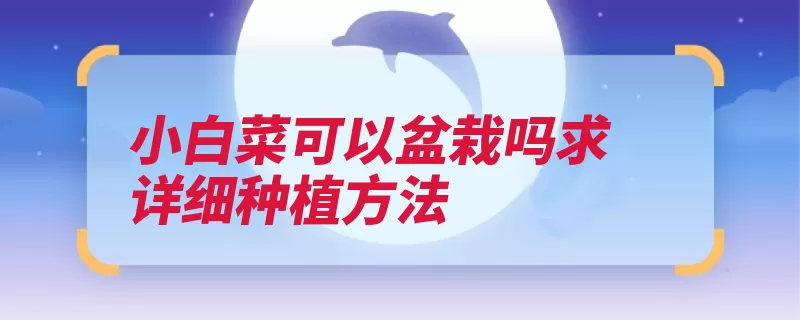 小白菜可以盆栽吗求详细种植方法