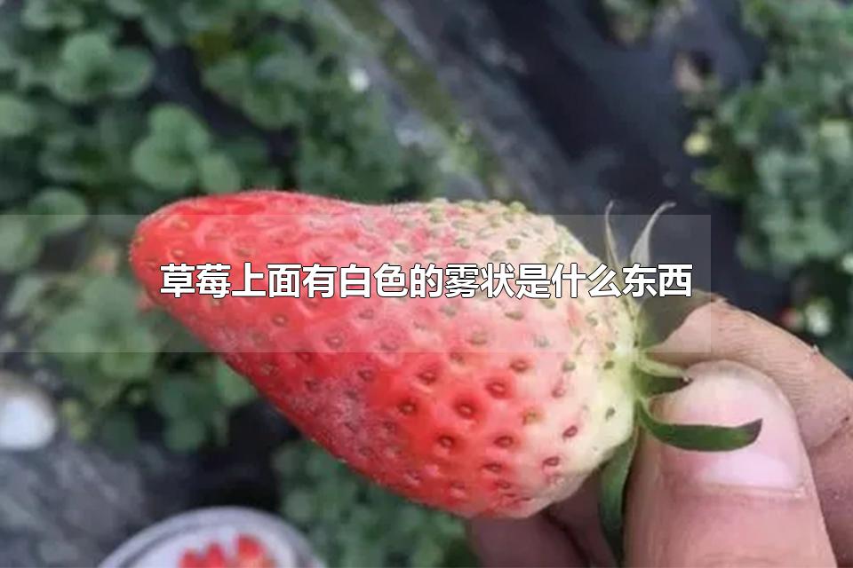 草莓上面有白色的雾状是什么东西 草莓新叶叶脉发黑是什么原因