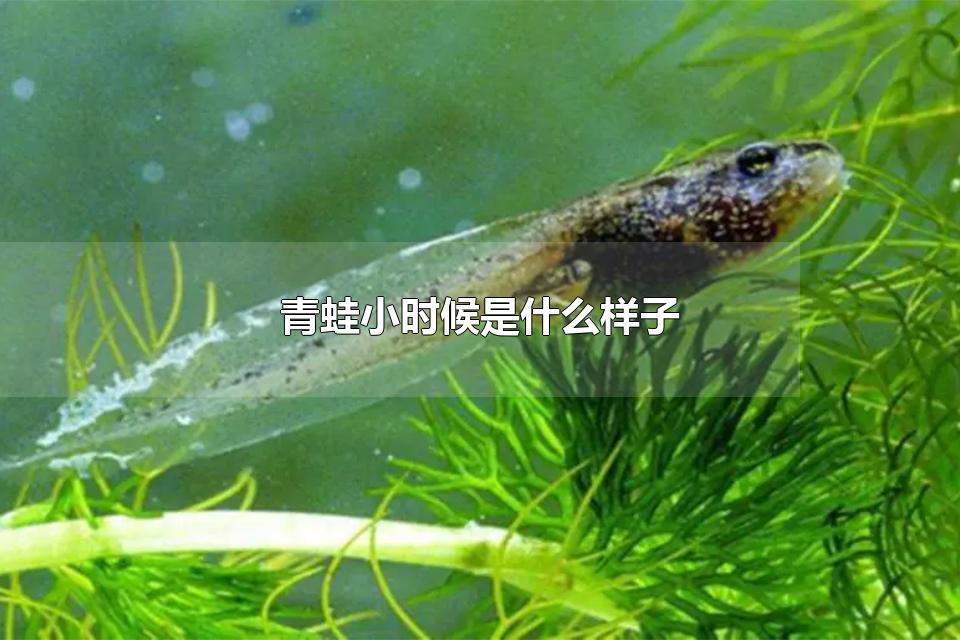 青蛙小时候是什么样子 蟾蜍离开水可以活吗