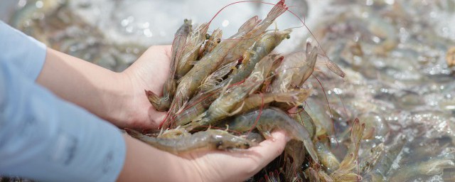 虾皮怎么做好吃不腻 虾皮的做法