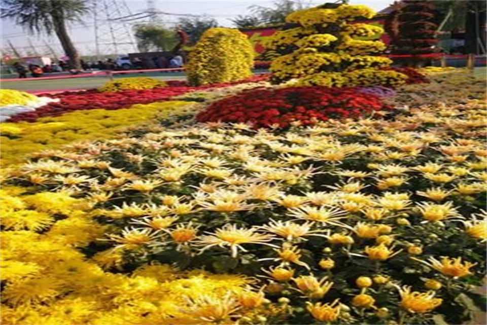 重阳节日里有哪些风俗 重阳节会吃什么食物