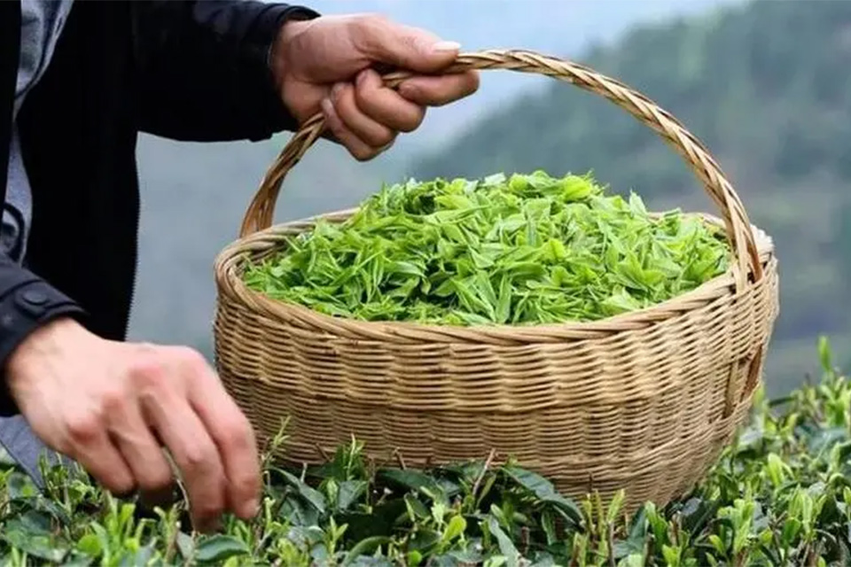 网上买茶叶哪家最可靠 茶叶排行榜前10名