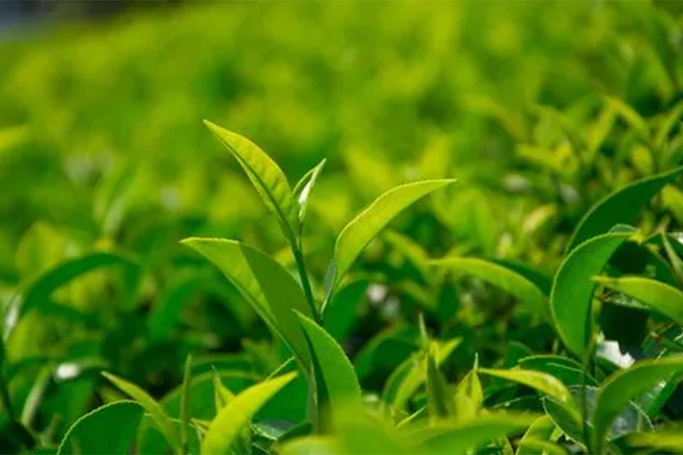 网上买茶叶哪家最可靠 茶叶排行榜前10名