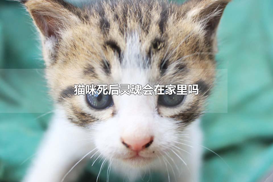 猫咪死后灵魂会在家里吗 猫临死前会眷恋主人吗