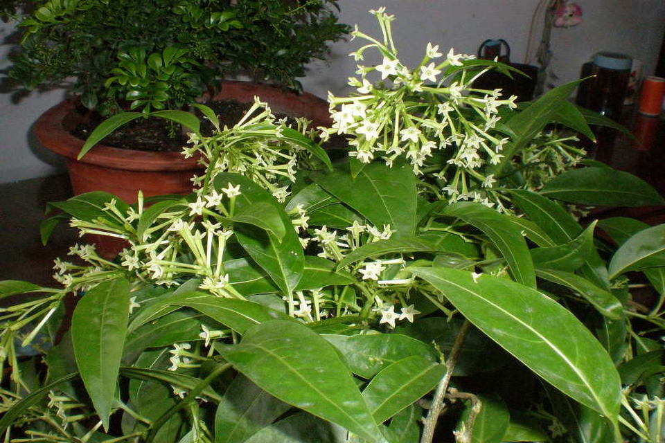 有香味的花有哪些 带香味的室内花