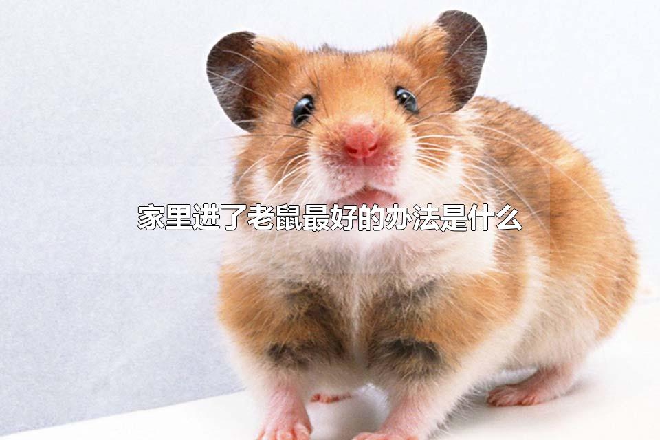 家里进了老鼠最好的办法是什么 床上有人老鼠敢爬吗