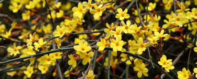 迎春花春天种大概什么时候开花 迎春花什么时候开