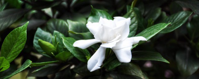 栀子花什么季节开放的 栀子花什么时候开放