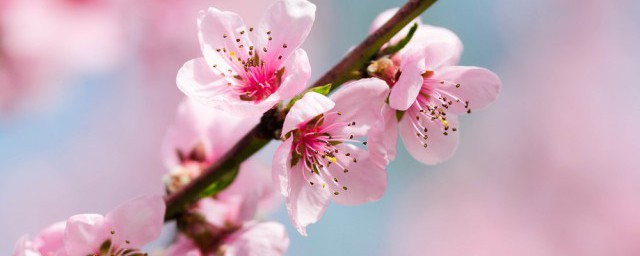 桃子花是什么季节开放 桃花什么时候开