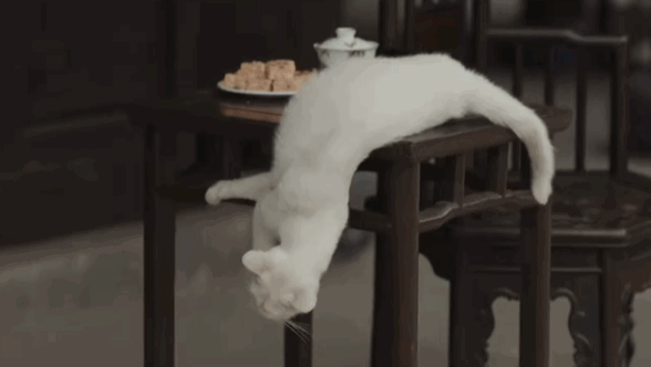 7个月！剧组虐猫事件造谣者被判刑 虐猫事件回顾