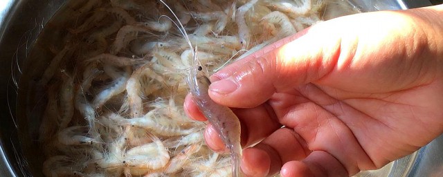 虾米能生吃吗 虾米可以生吃吗