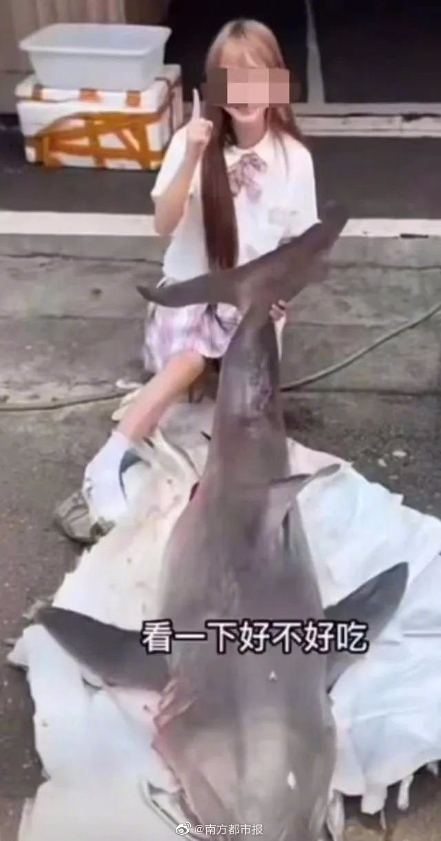 来了！网红烹食大白鲨后续 吃大白鲨事件回顾