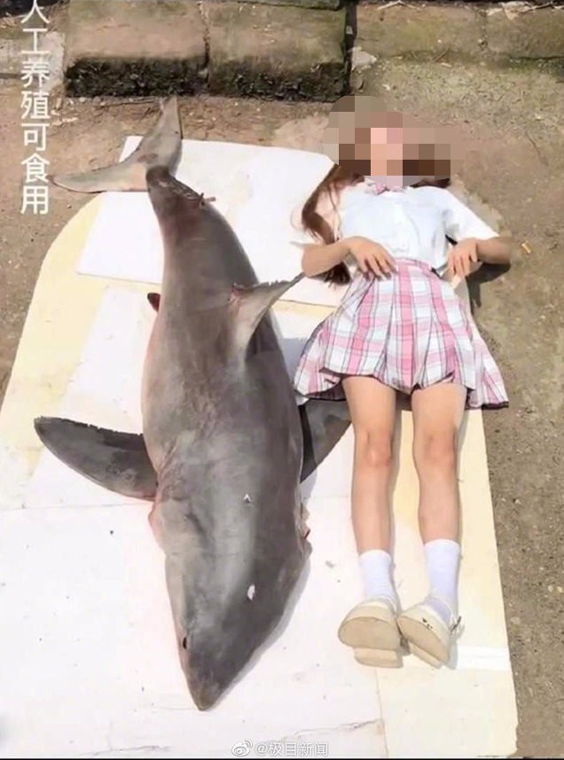 来了！网红烹食大白鲨后续 吃大白鲨事件回顾