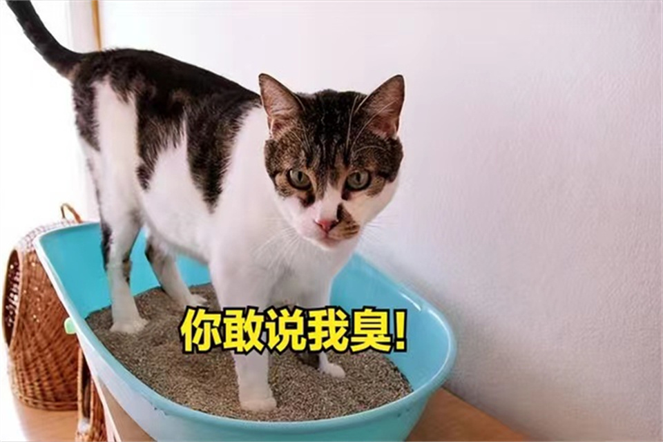 怎样去除屋子里猫臭味