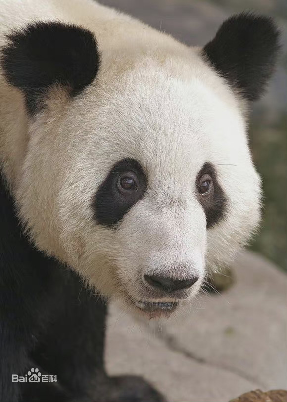 快把我们的宝贝接回家！网传蜂花将认养大熊猫丫丫