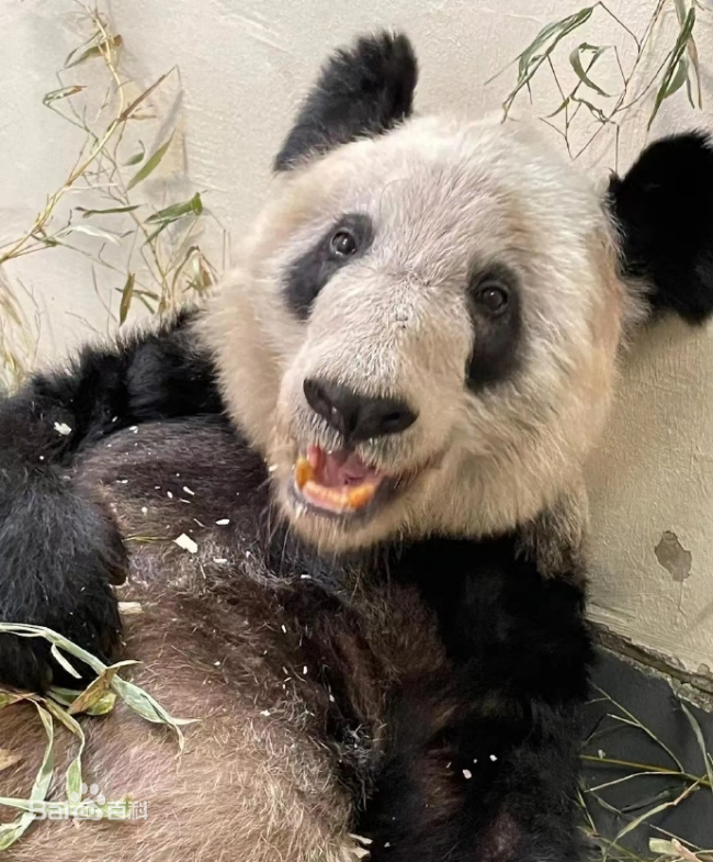 快把我们的宝贝接回家！网传蜂花将认养大熊猫丫丫