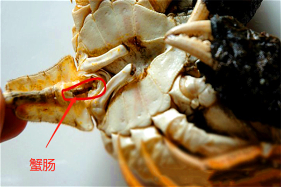 螃蟹吃哪里的肉