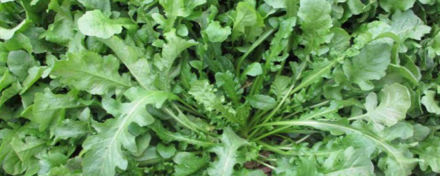 荠菜能冷冻保存吗 荠菜可以冷冻保存吗