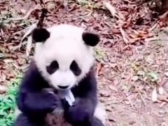 大熊猫幼崽科念吃游客掉落口罩 还不止一个？后被熊猫妈妈叼走