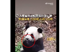 不要乱丢垃圾！大熊猫幼崽吃游客掉落口罩