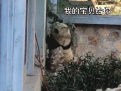 大熊猫“反客为主”！萌兰竟反向投喂饲养员